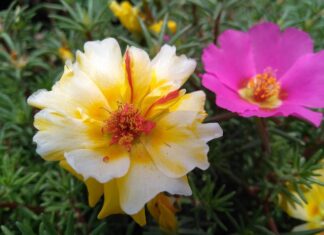 Jak zrobić stek z kalafiora? Jak zrobić stek z kalafiora?