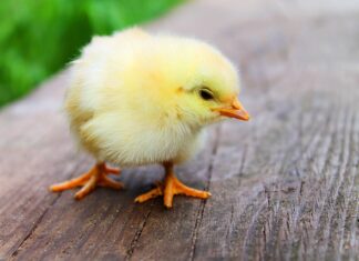 Jak upiec pałki z kurczaka żeby były soczyste? Jak upiec pałki z kurczaka żeby były soczyste?