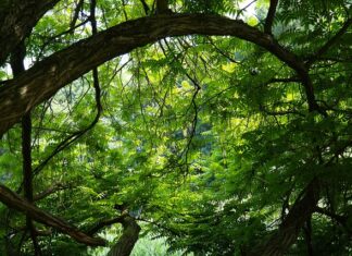 Ile płacą za 1 kg nakrętek? Ile płacą za 1 kg nakrętek?