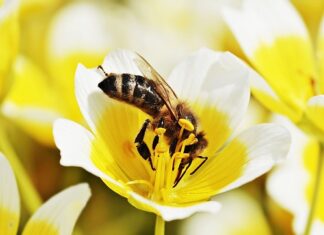 Czy jajecznica jest lekko strawna? Czy jajecznica jest lekko strawna?