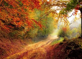 O jakiej porze Odymiać pszczoły?