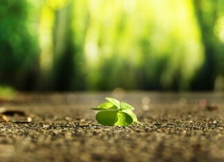 Jak znaleźć królowa w ulu? Jak znaleźć królowa w ulu?