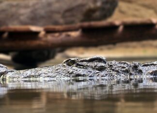 Na czym polega zasada zesztywnienia? Na czym polega zasada zesztywnienia?