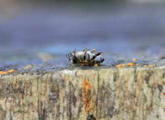 Kiedy dymić pszczoły od warrozy? Kiedy dymić pszczoły od warrozy?