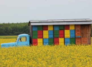 Ile od domu mogą być ule?