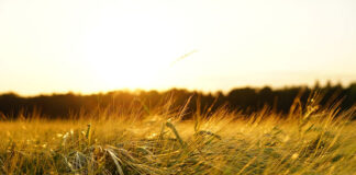 ziemia do sansewierii