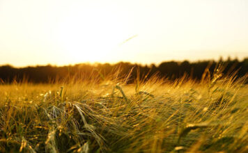 Jak technicznie dobrać podłoże do sansewierii, by cieszyć się rośliną przez dekady? ziemia do sansewierii