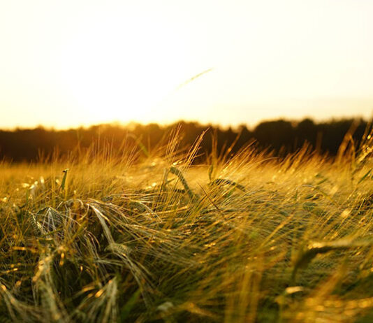 Jak technicznie dobrać podłoże do sansewierii, by cieszyć się rośliną przez dekady? ziemia do sansewierii